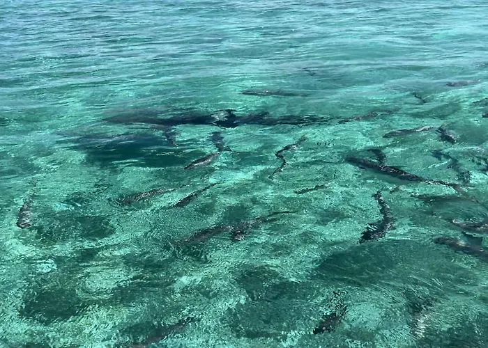 Residences At Barrier Reef 7b Oceanview 2 Bedroom By Floreo Holiday home San Pedro (Ambergris Caye)